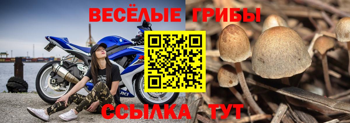 Псилоцибиновые грибы Psilocybe Прохладный